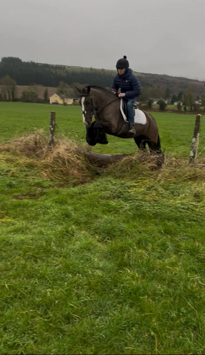 💫Lucy 14.2 Irish cob mare💫 - Image 1