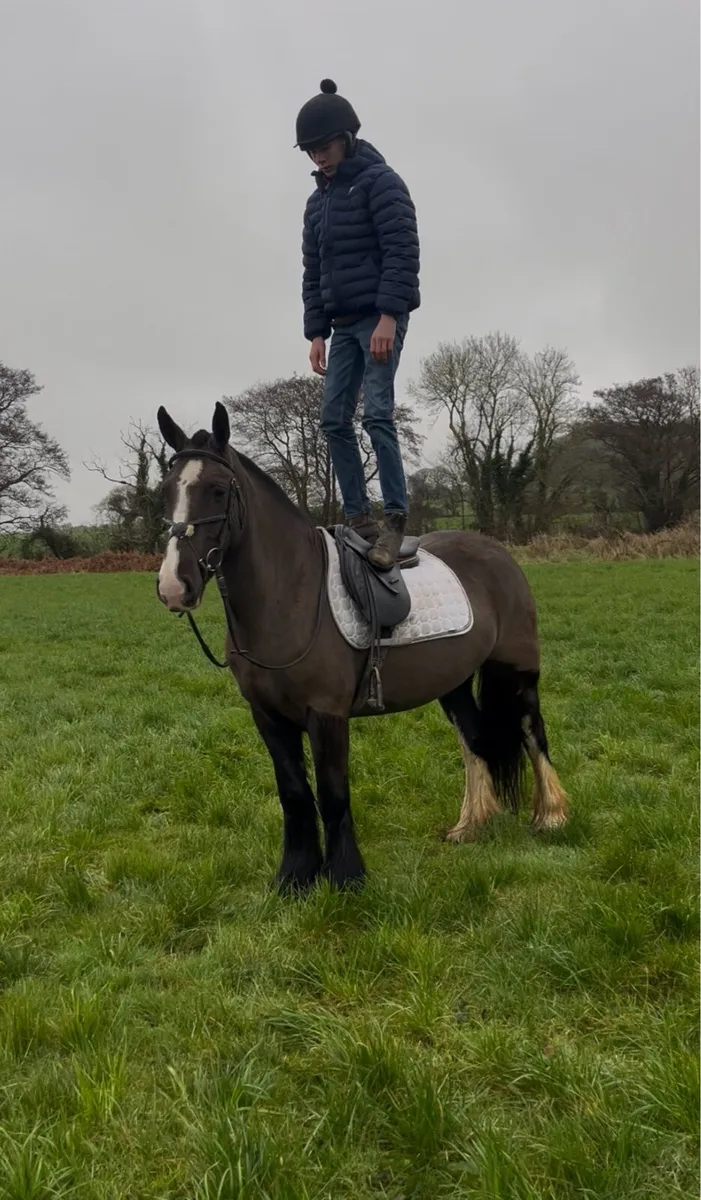 💫Lucy 14.2 Irish cob mare💫 - Image 2