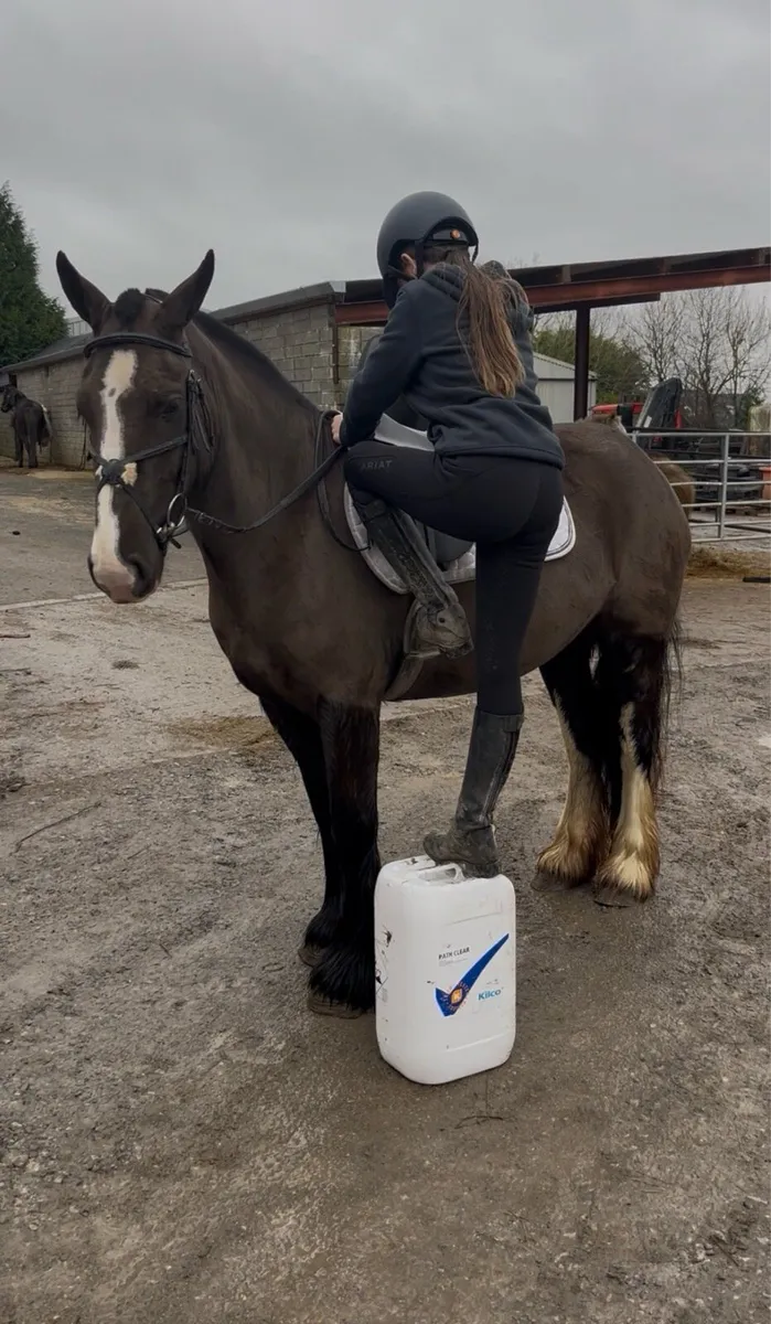 💫Lucy 14.2 Irish cob mare💫 - Image 3