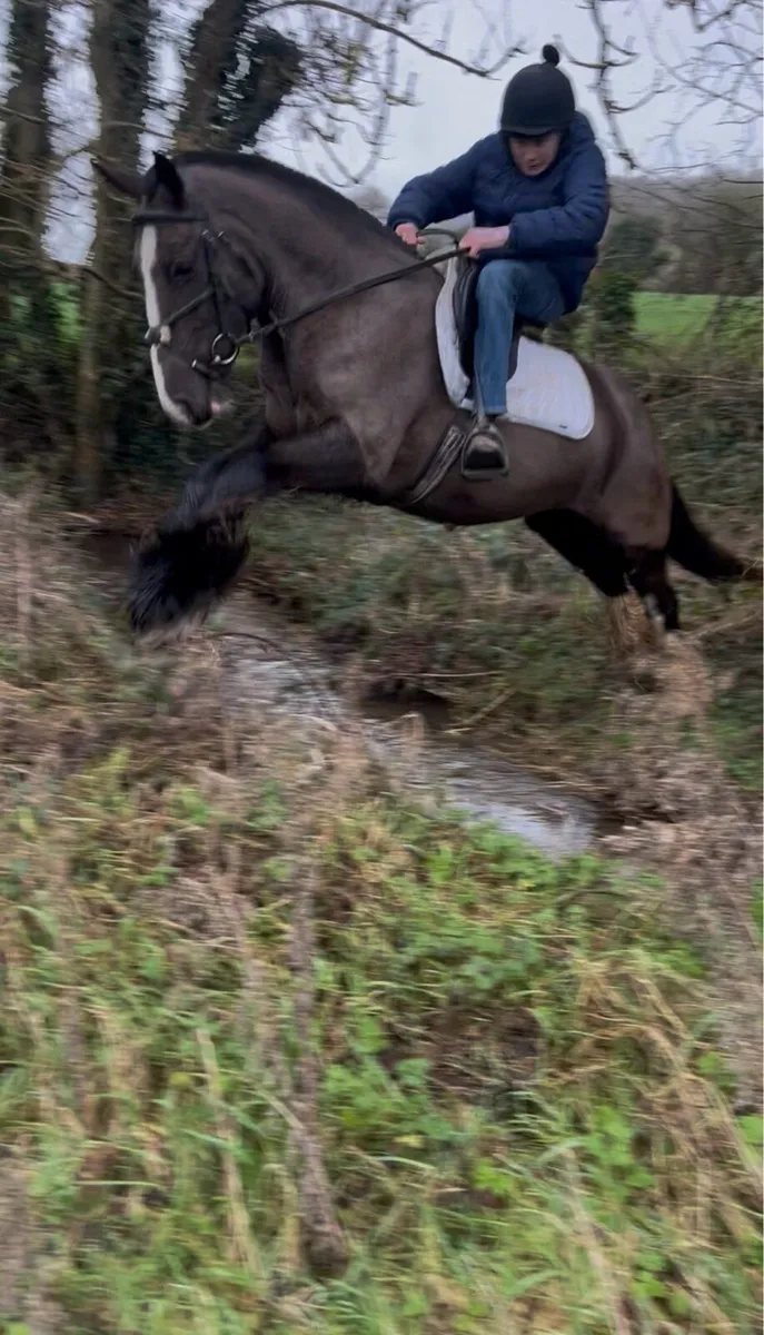 💫Lucy 14.2 Irish cob mare💫 - Image 4