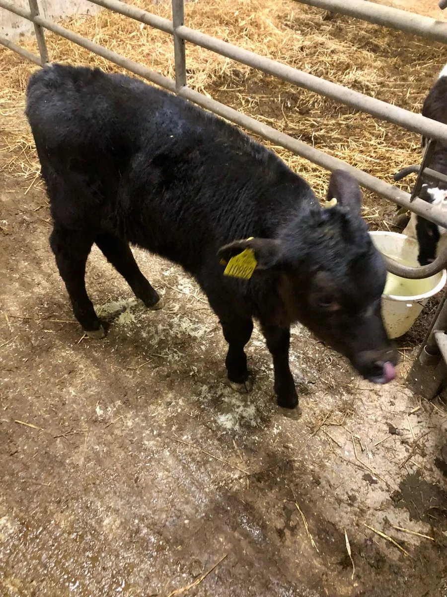 Angus Bull Calf - Image 2