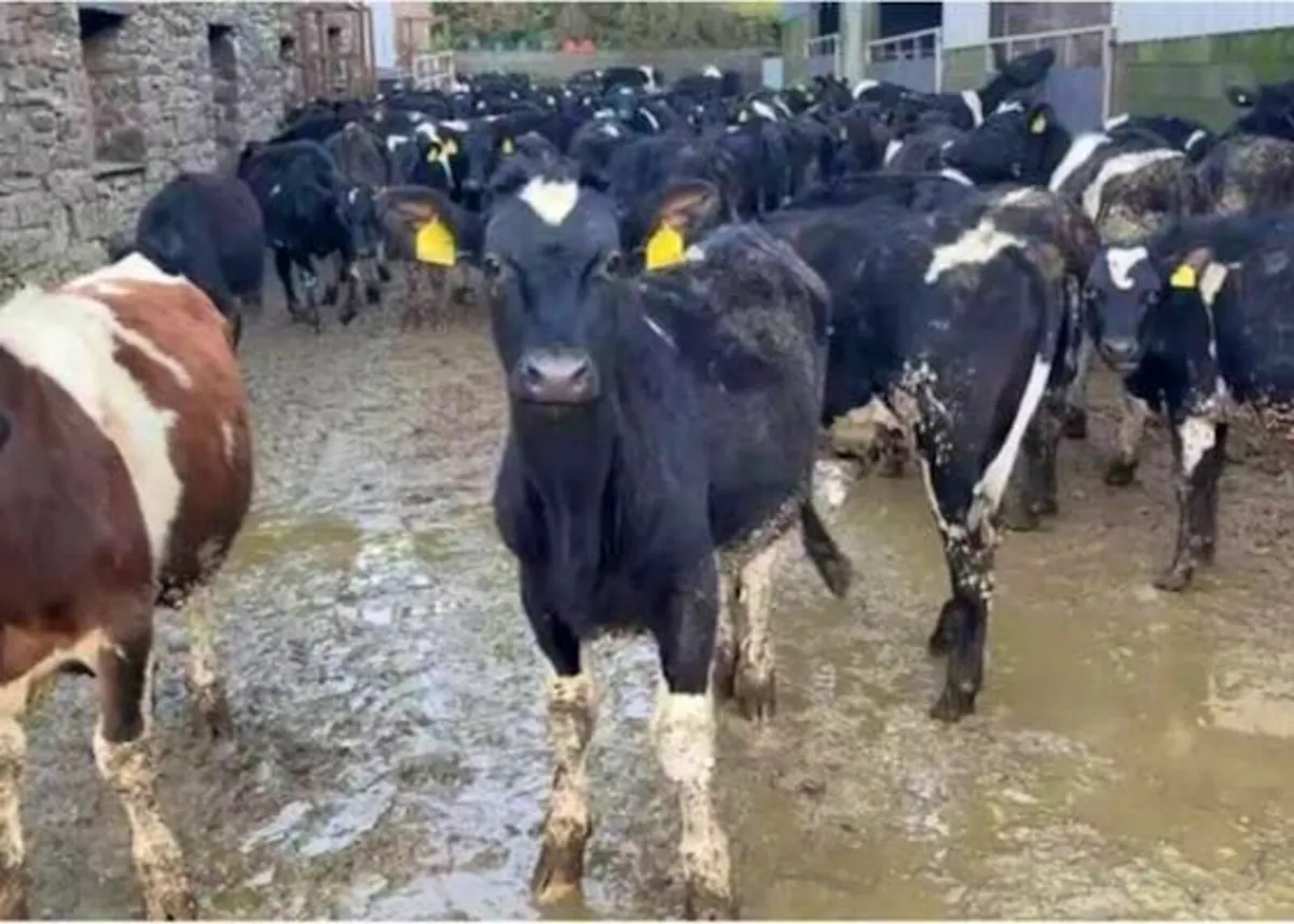 Wanted Fr/Hol Lumps - Image 2