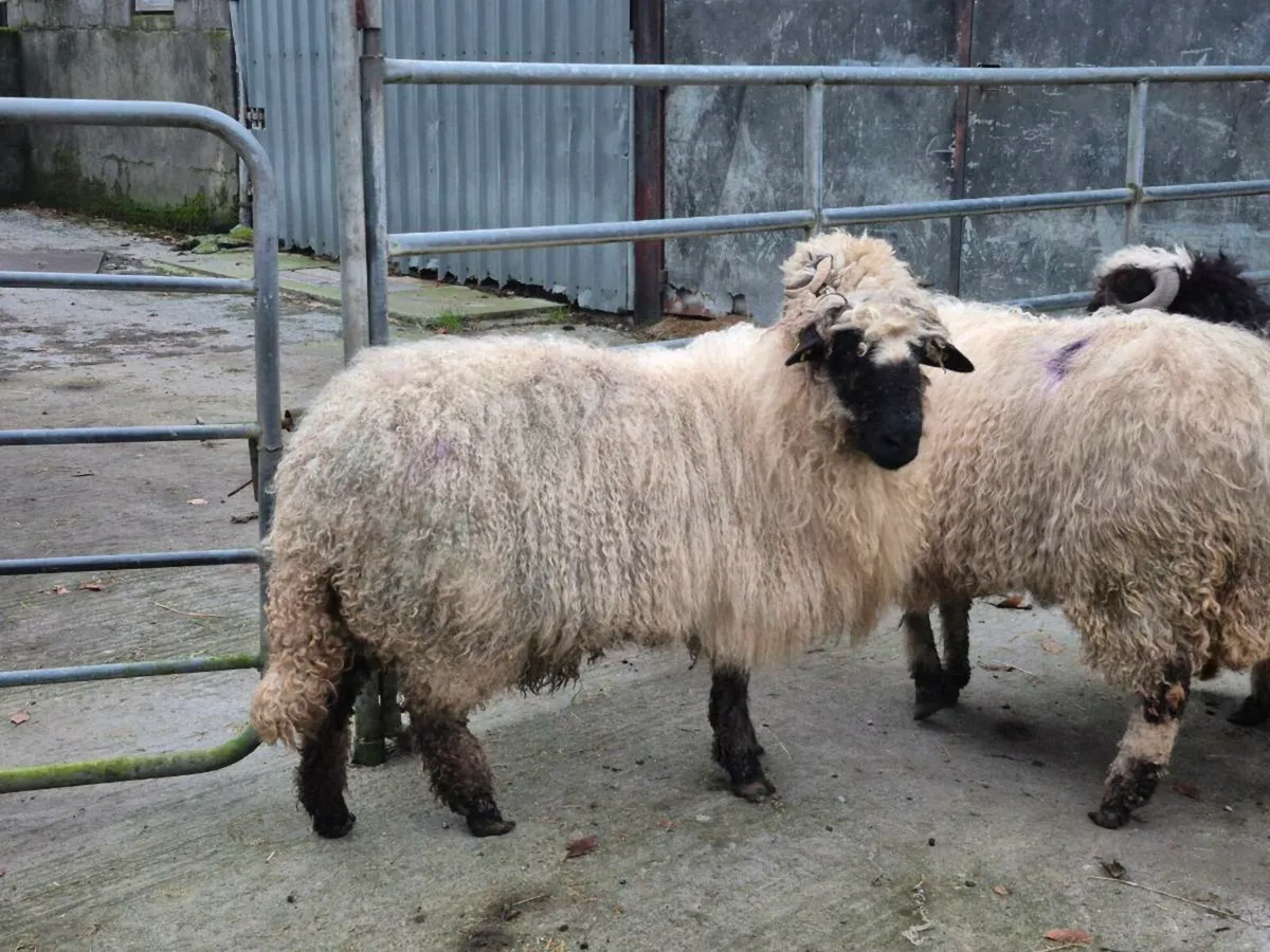 Valais blacknose x ewes - Image 1