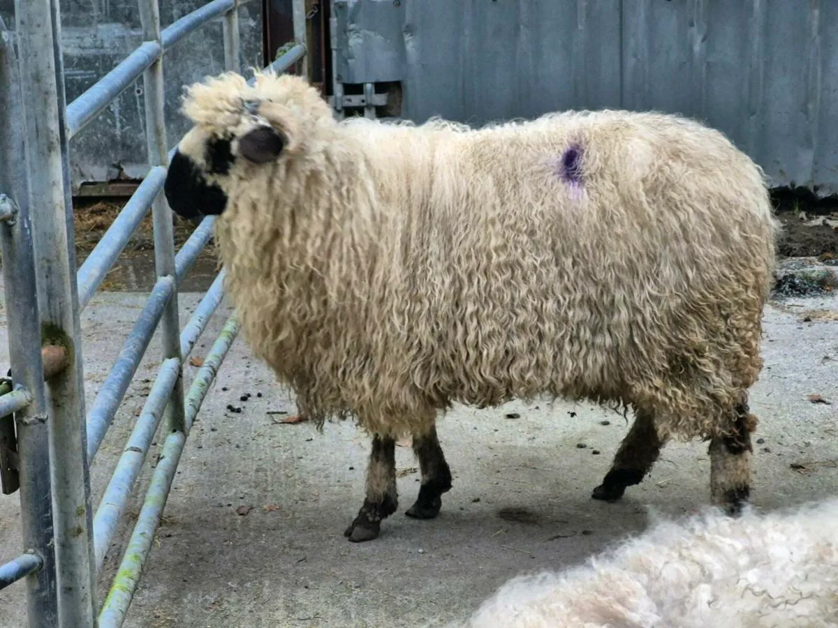 Valais blacknose x ewes - Image 2