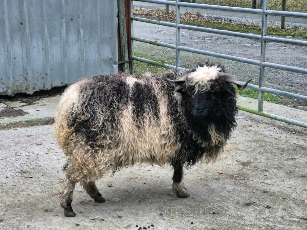 Valais blacknose x ewes - Image 3