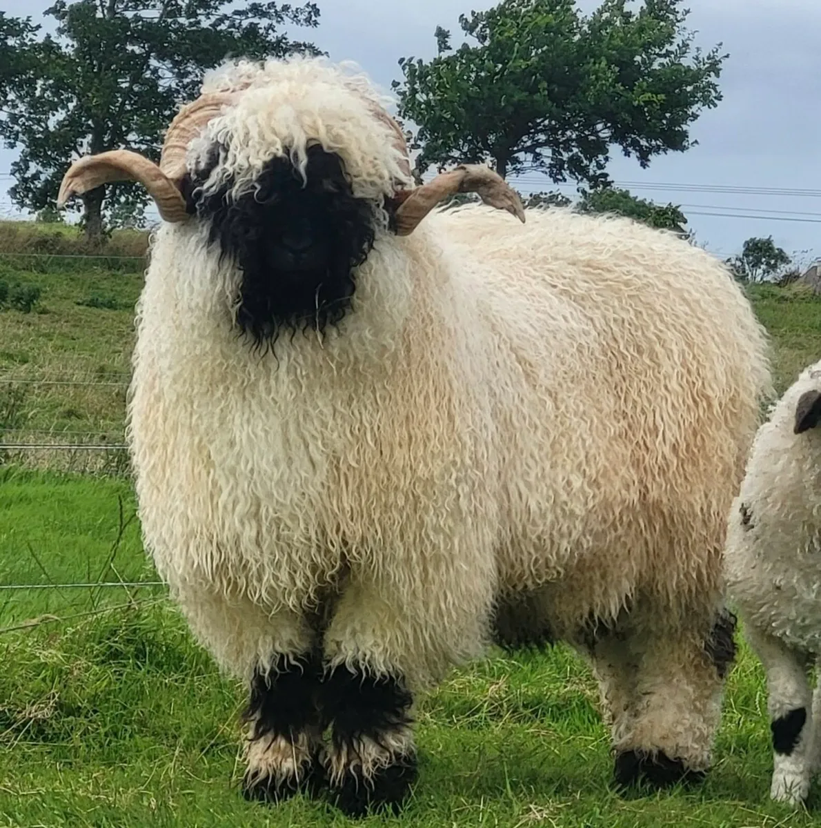Valais blacknose x ewes - Image 4