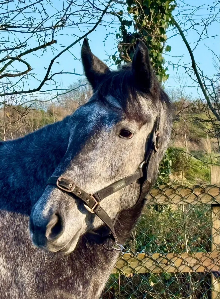 High Potential Eventer/Showjumper - Image 1