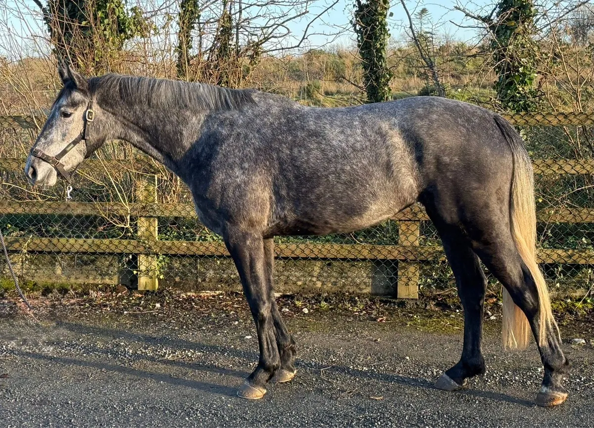 High Potential Eventer/Showjumper - Image 2