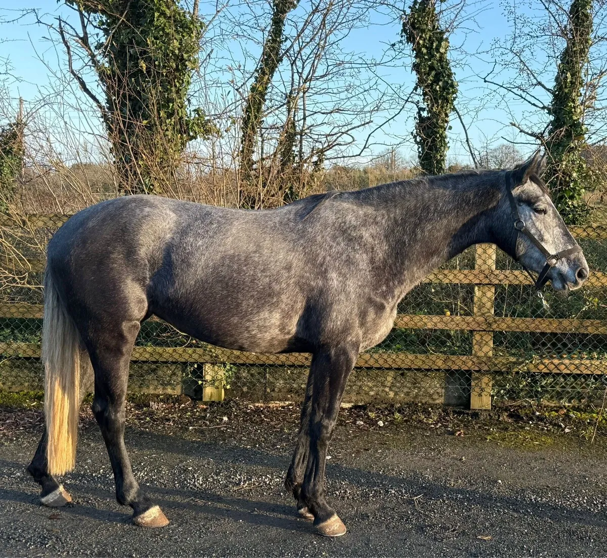 High Potential Eventer/Showjumper - Image 3