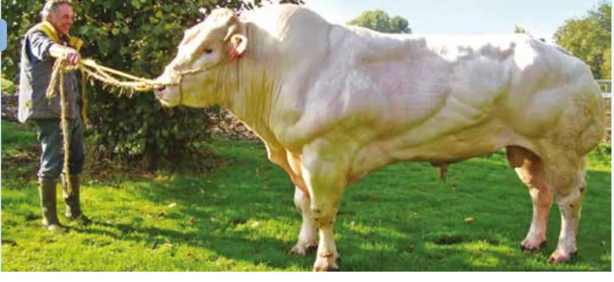 Receipients carrying ped Lim/ Char/ Blue calves - Image 2