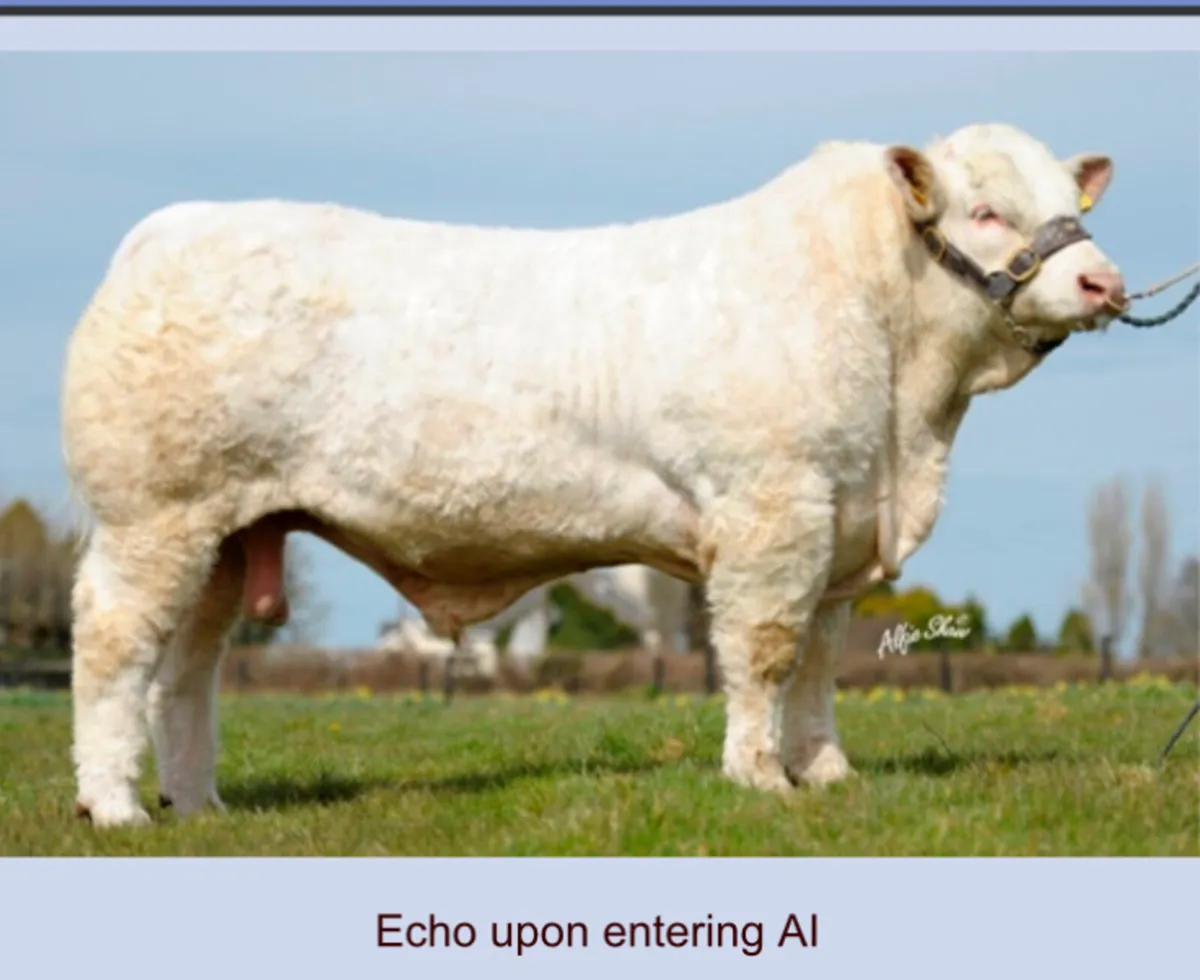 Receipients carrying ped Lim/ Char/ Blue calves - Image 3