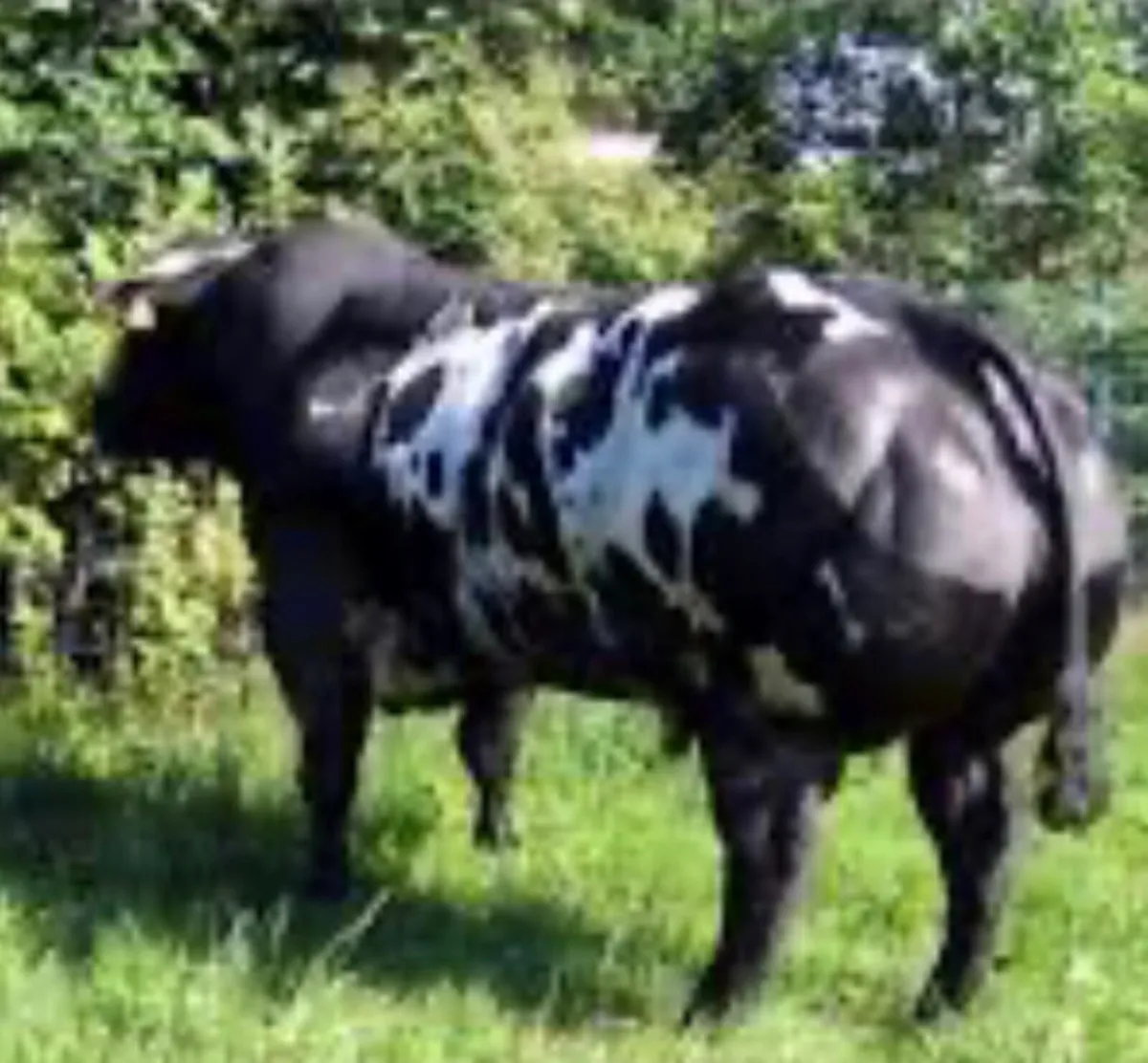 Receipients carrying ped Lim/ Char/ Blue calves - Image 4