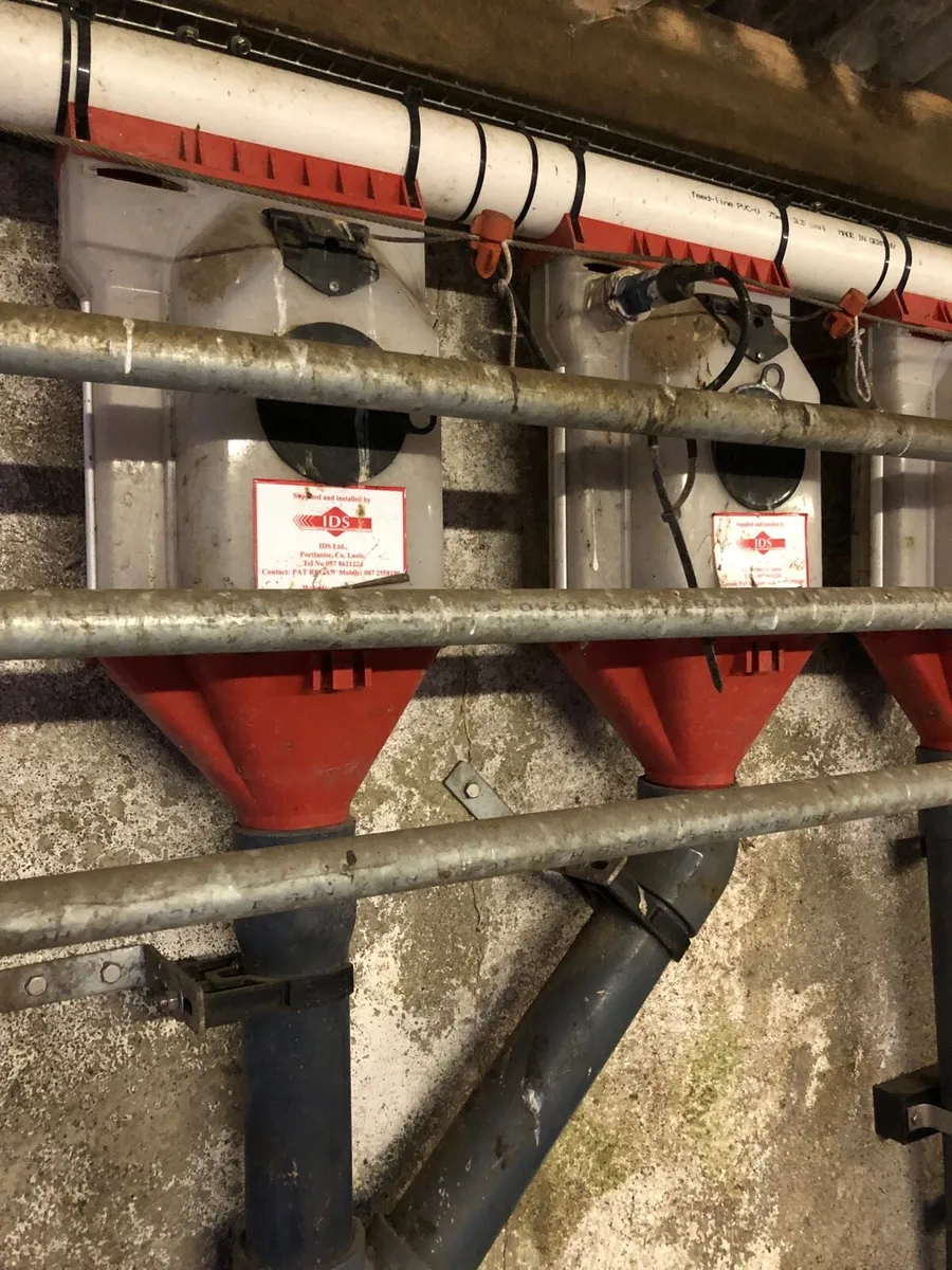 Flexi Auger Meal Feeder - Image 3