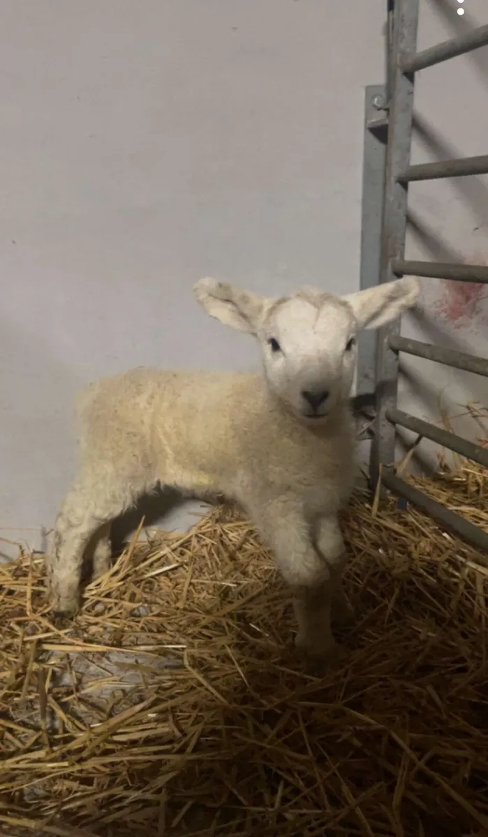 x2 texal pet lambs