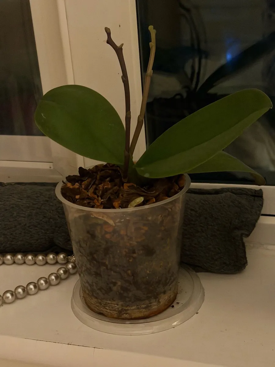 Indoor plants - Image 1