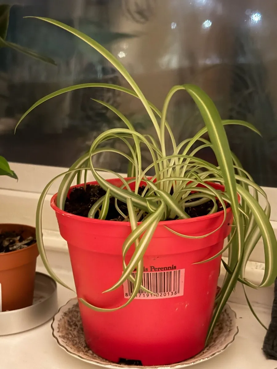 Indoor plants - Image 3