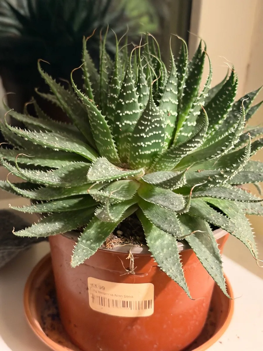 Indoor plants - Image 4