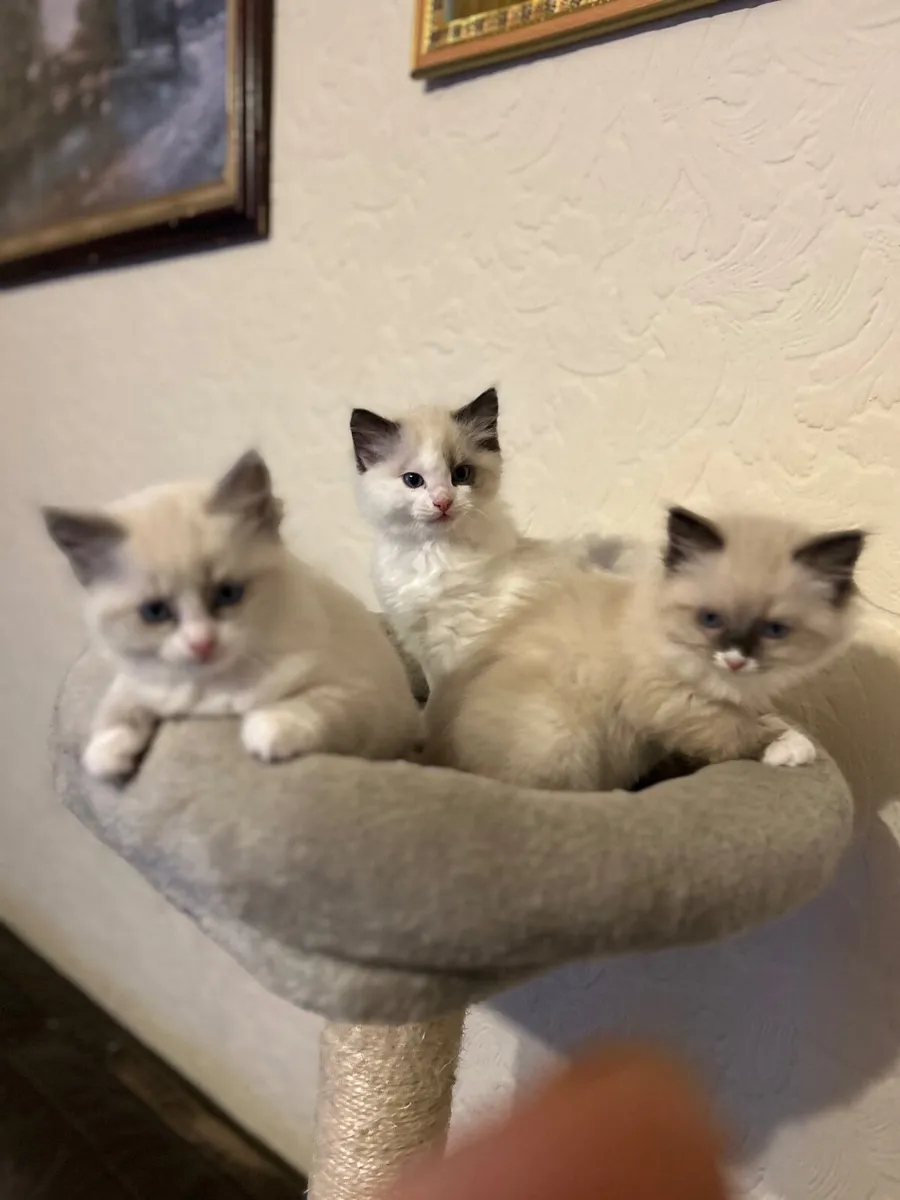 Ragdoll kittens - Image 1