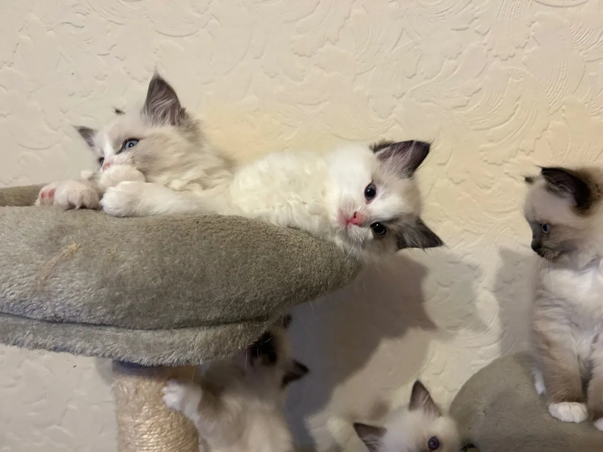 Ragdoll kittens - Image 2