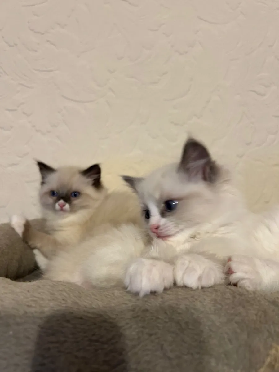 Ragdoll kittens - Image 3