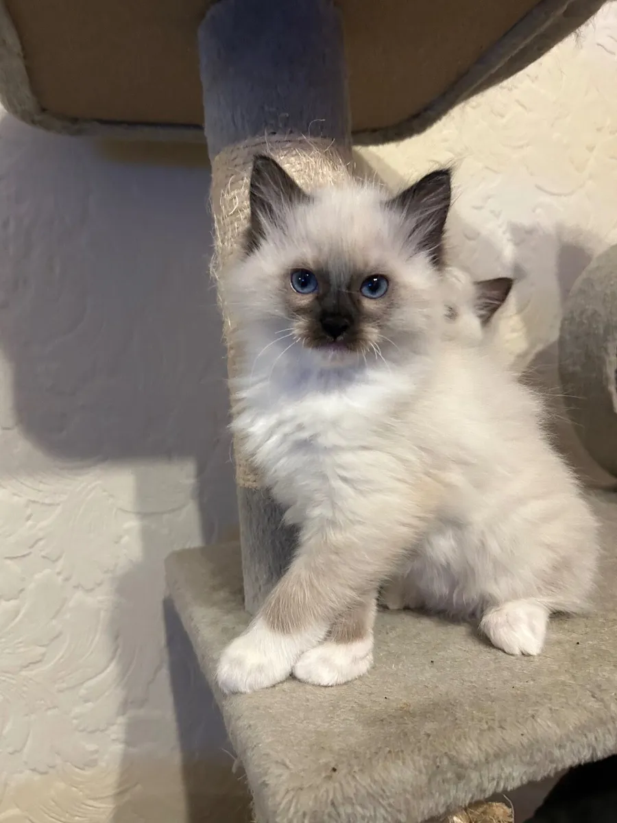 Ragdoll kittens - Image 4