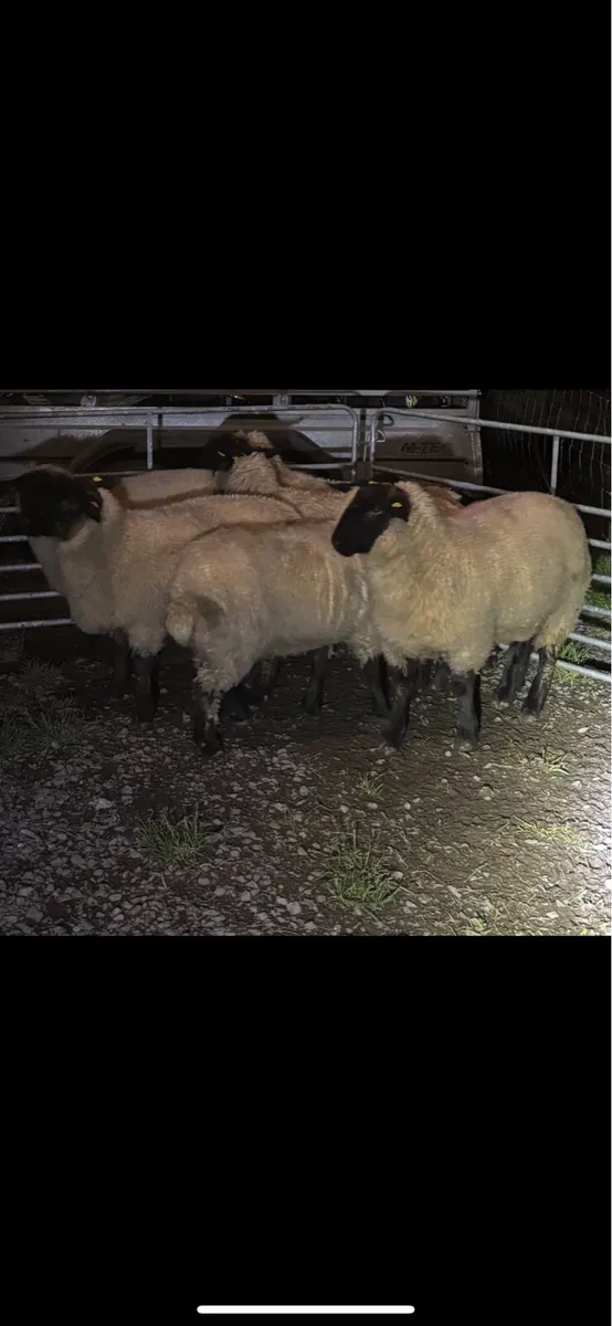 Sheep - Image 1