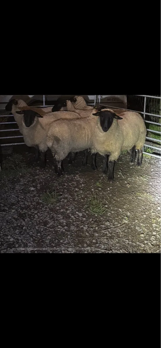 Sheep - Image 2