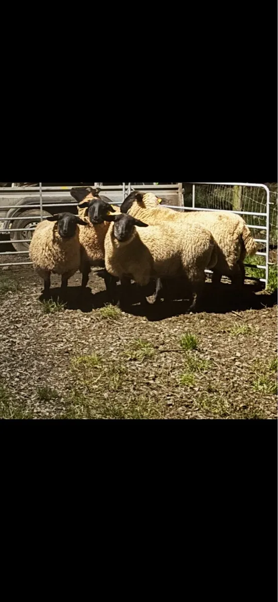 Sheep - Image 4
