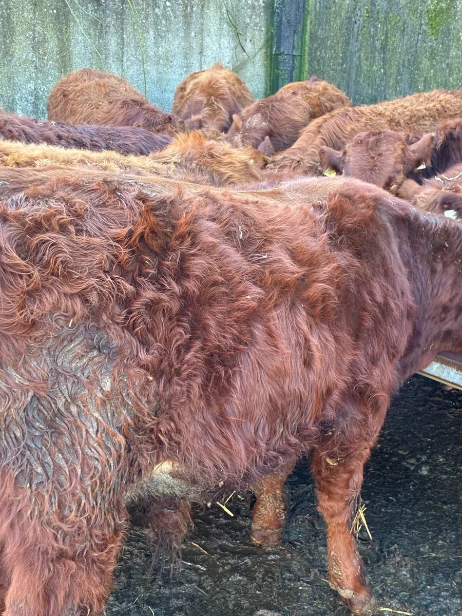 SUPER QUALITY LIM BULLOCK WEANLINGS - Image 2