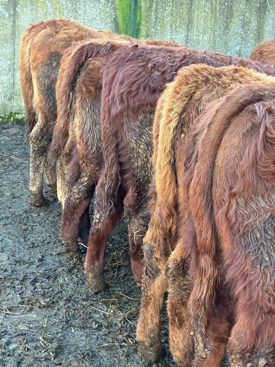 SUPER QUALITY LIM BULLOCK WEANLINGS - Image 3