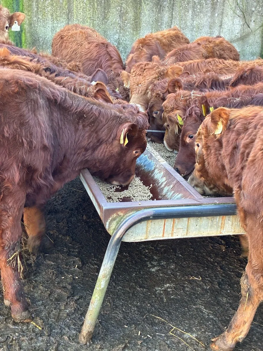 SUPER QUALITY LIM BULLOCK WEANLINGS - Image 4