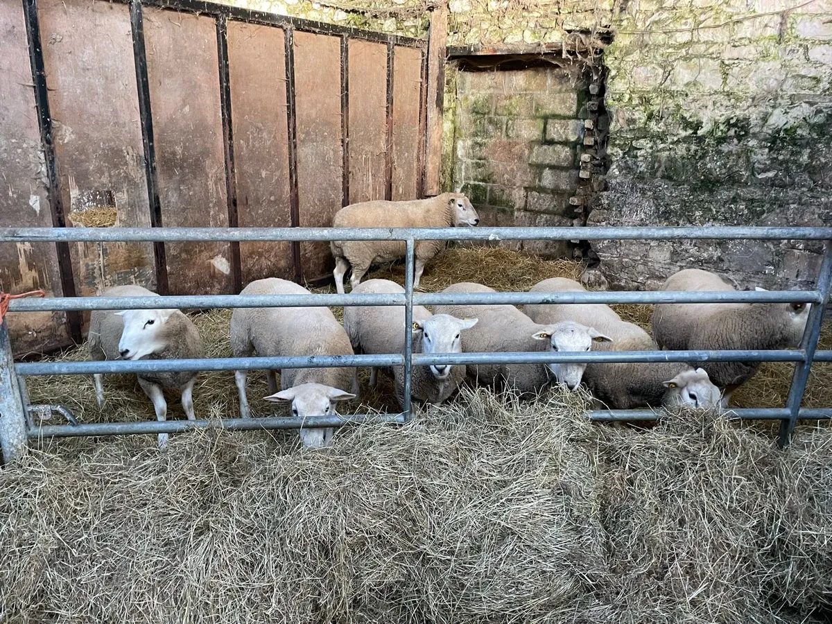 Lleyn Pedigree Sheep - Image 2