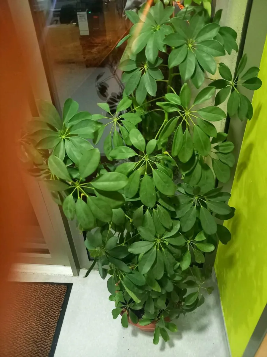 House Plant - Image 1