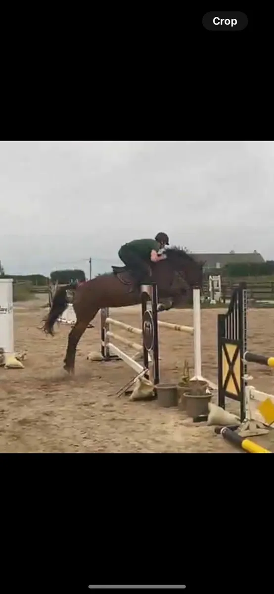 15.3hh Showjumping/Eventing Mare - Image 1
