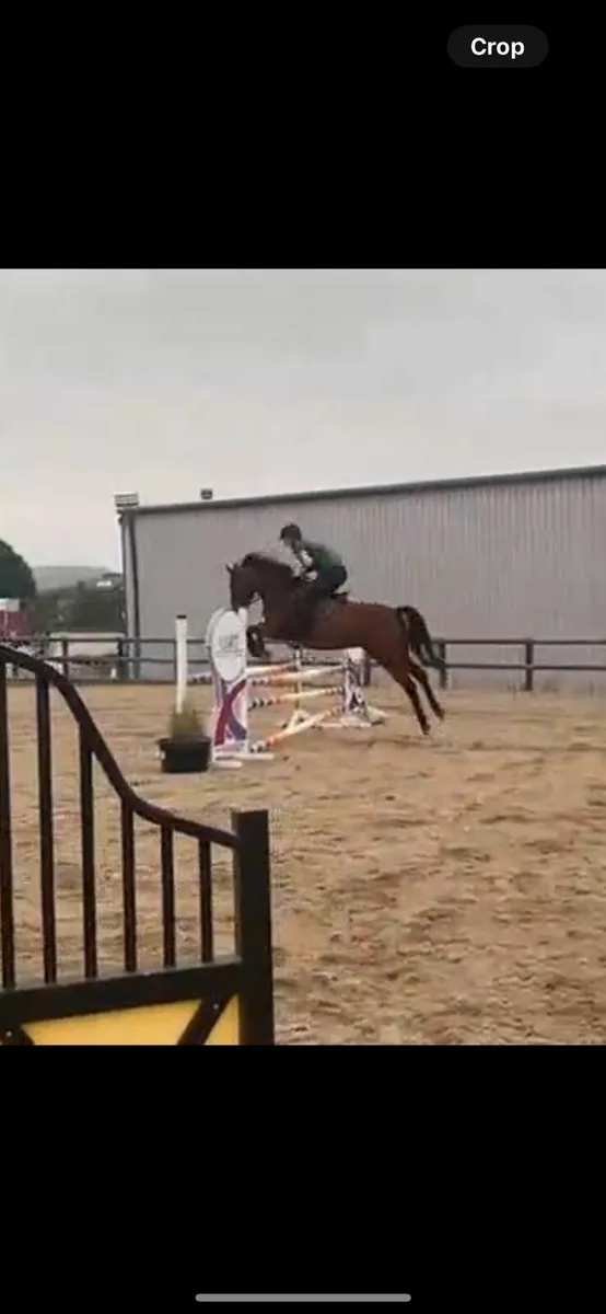 15.3hh Showjumping/Eventing Mare - Image 3