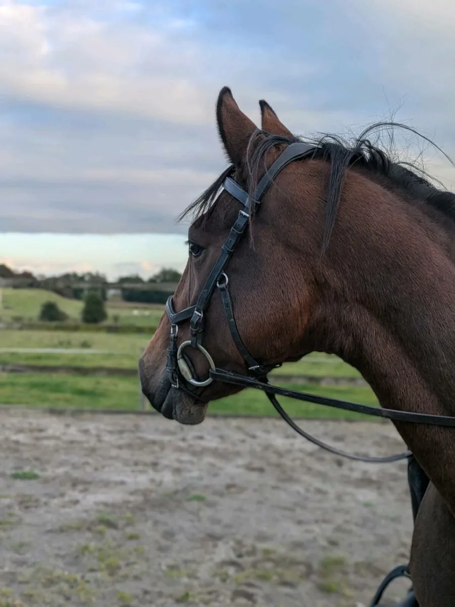 15.3hh Showjumping/Eventing Mare - Image 4