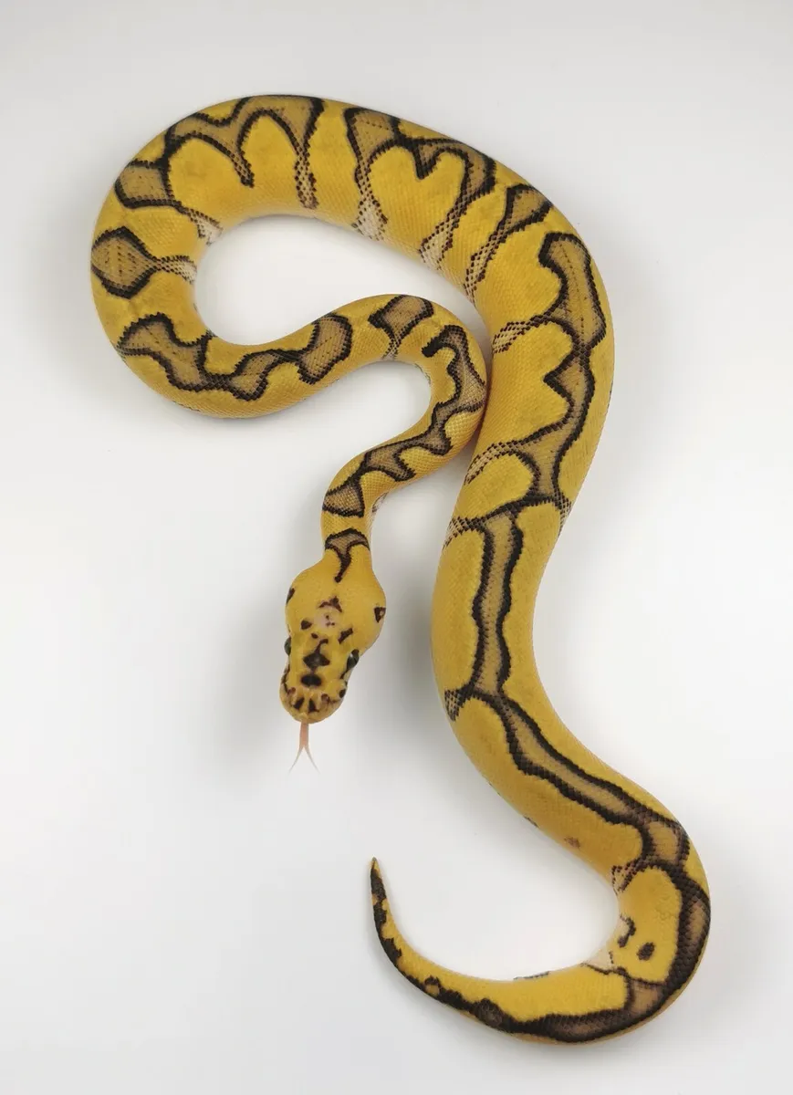 Royal/ball python - Image 1