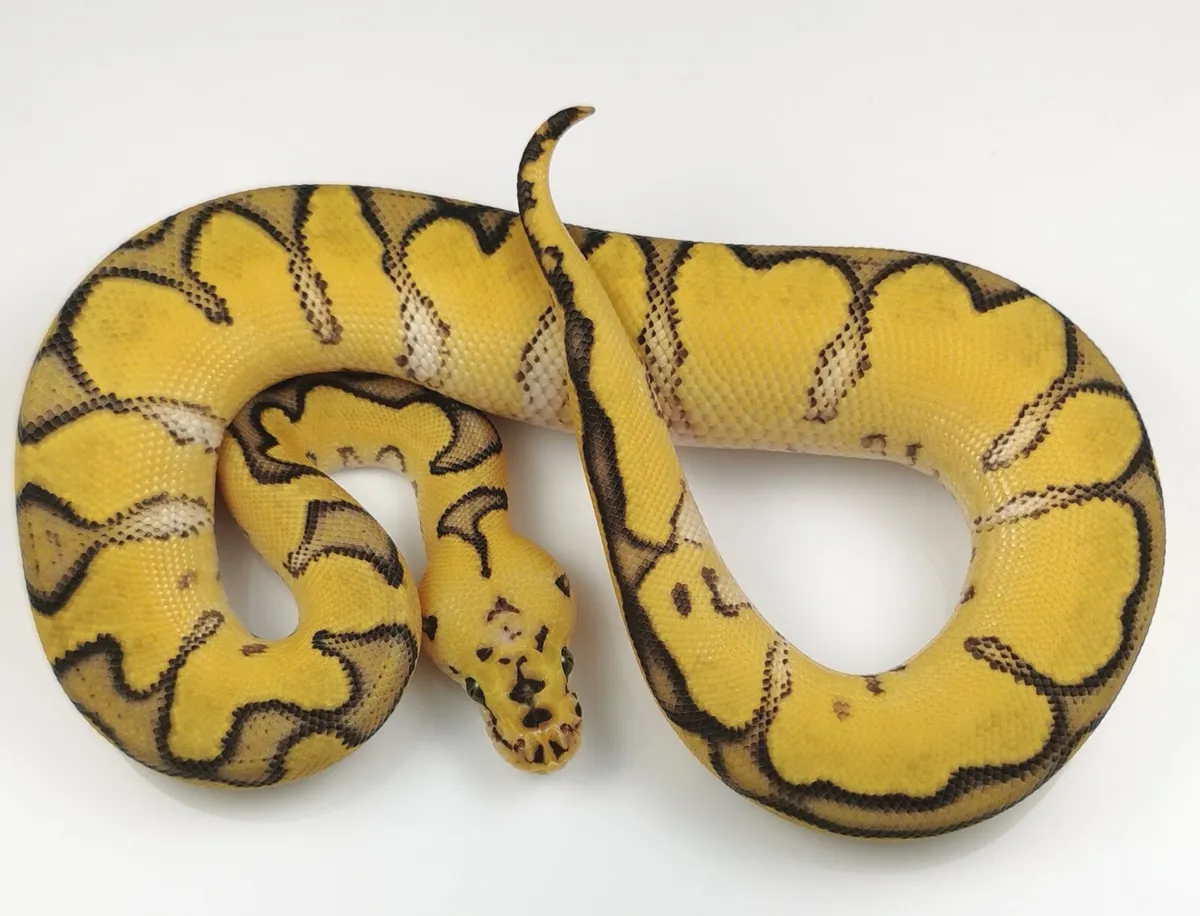 Royal/ball python - Image 2