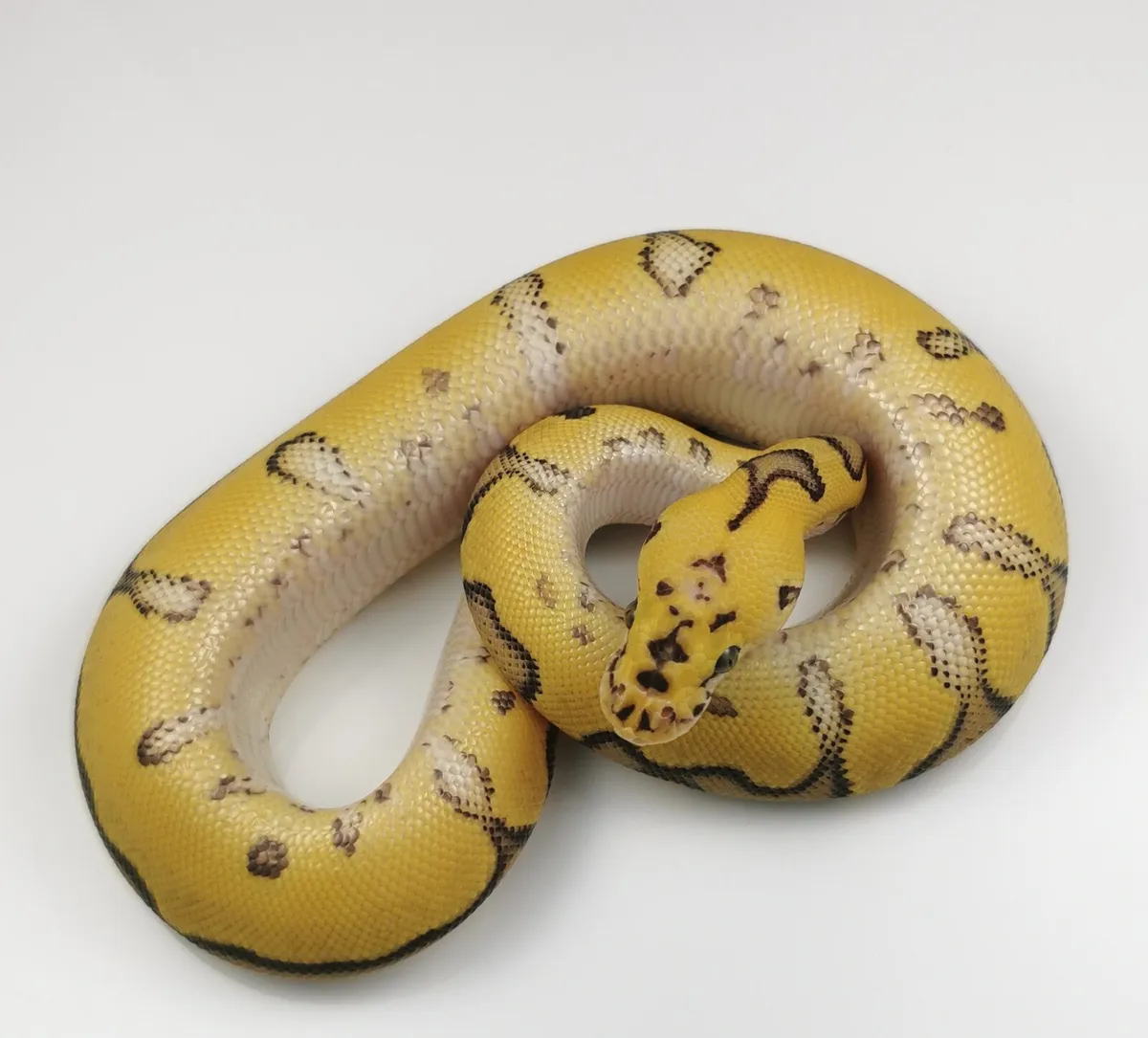 Royal/ball python - Image 3