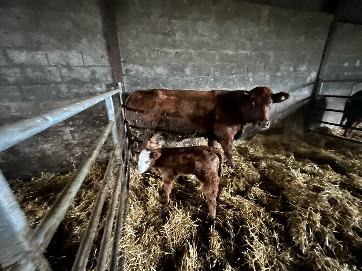 Freshly calved cow and calf - Image 2