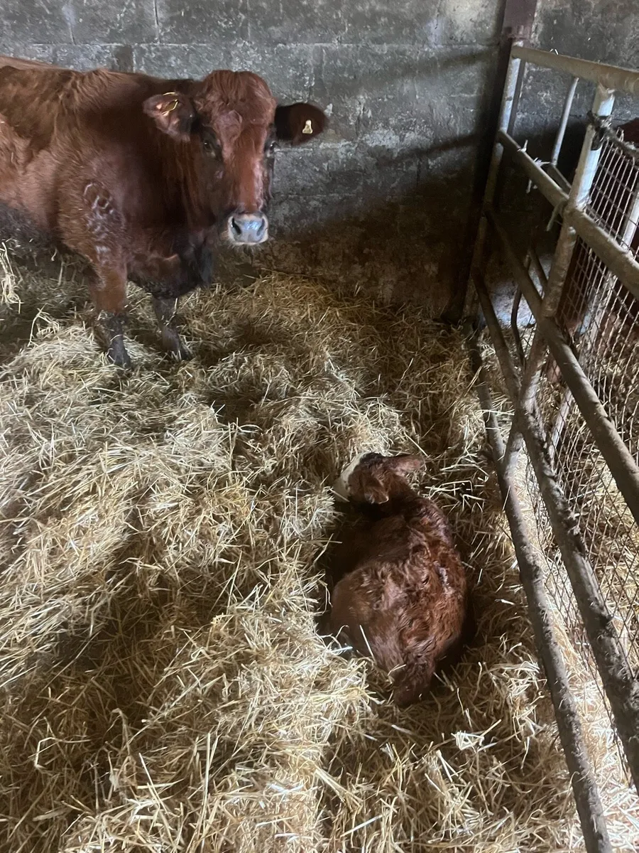 Freshly calved cow and calf - Image 3