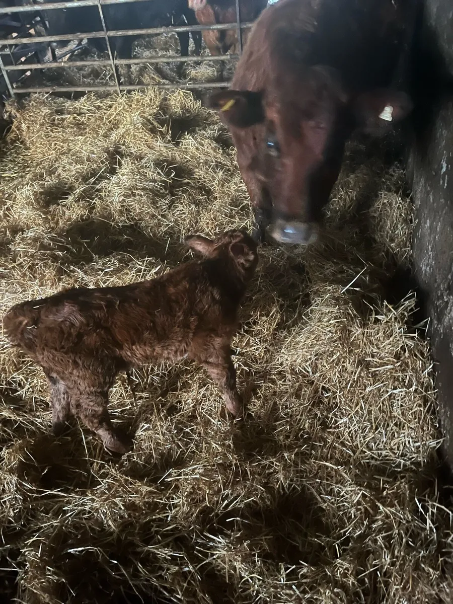Freshly calved cow and calf - Image 4