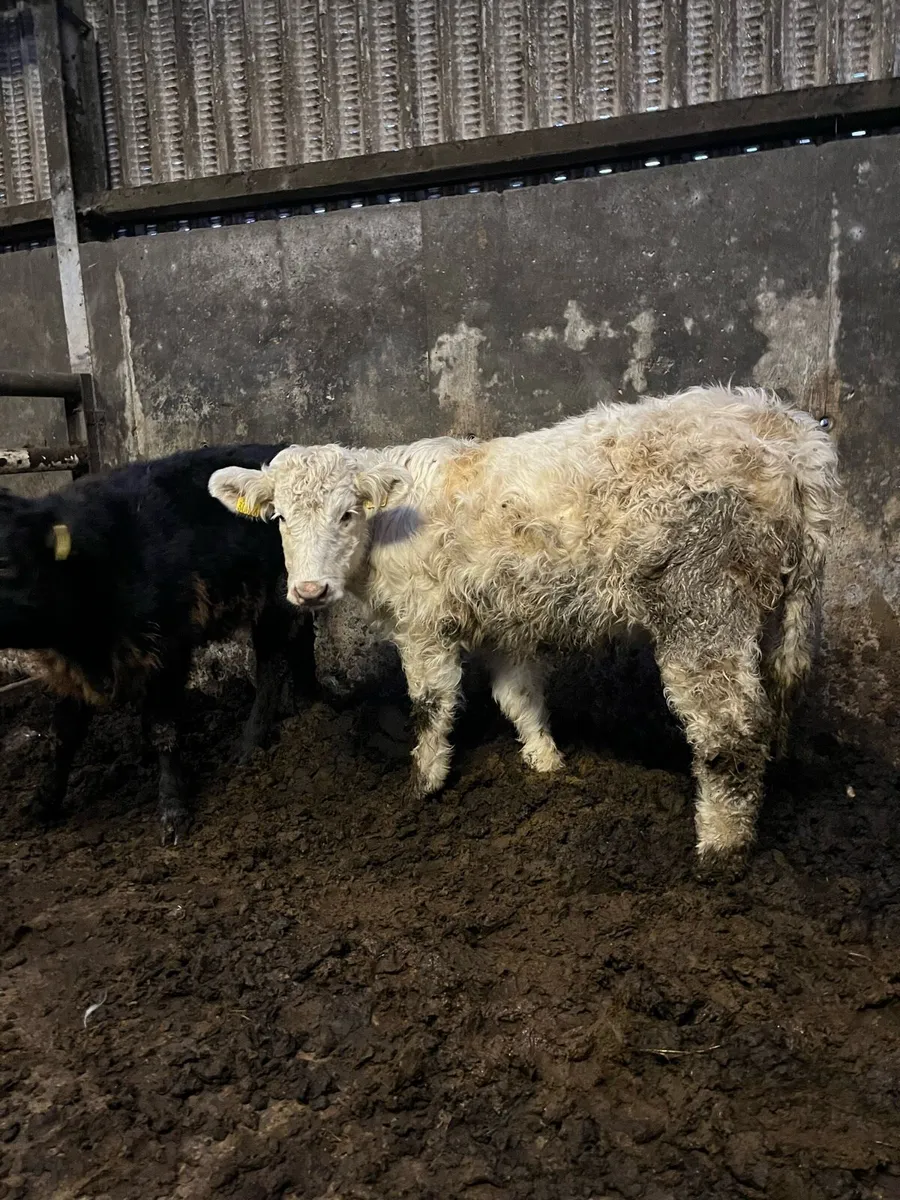 5 heifer weanlings - Image 1