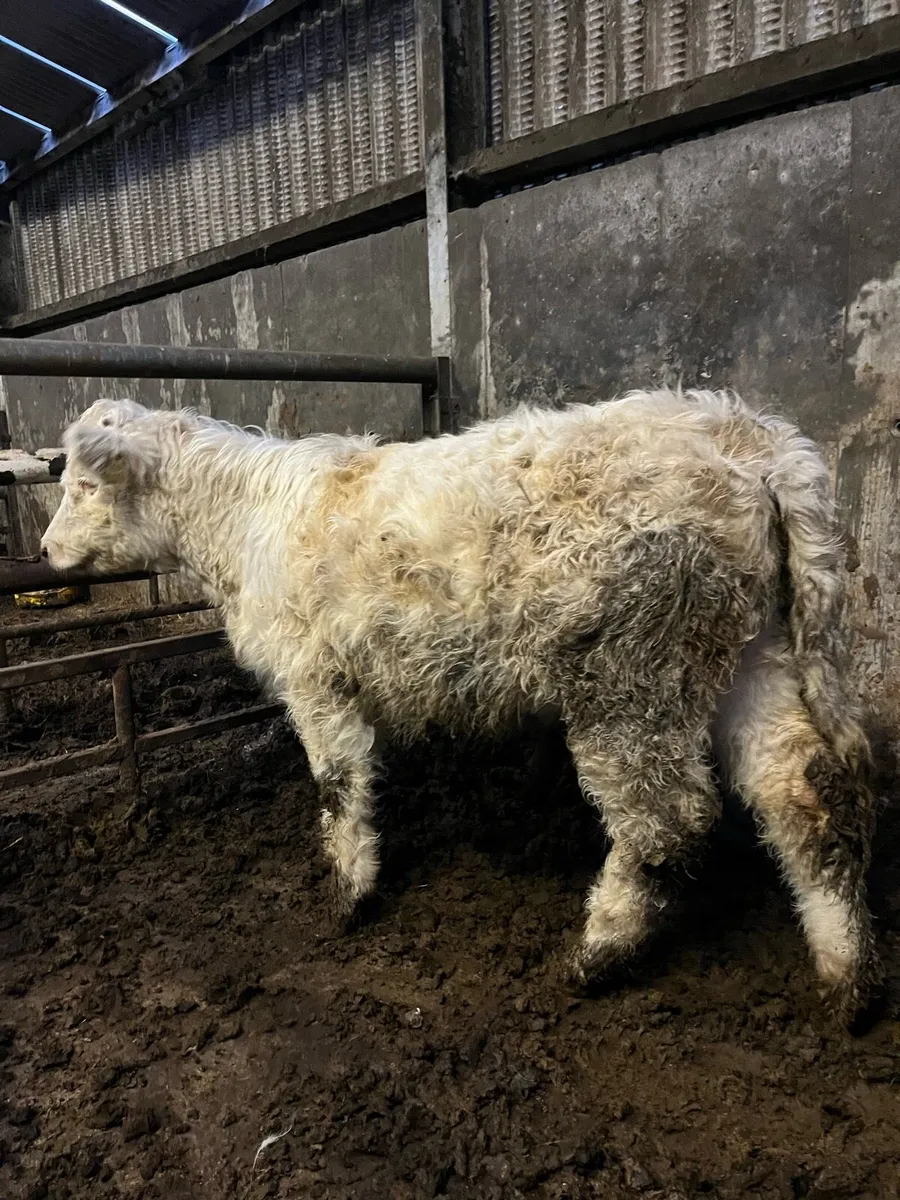 5 heifer weanlings - Image 2