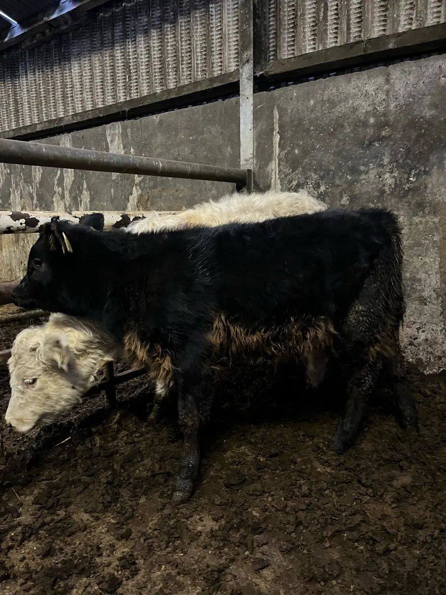 5 heifer weanlings - Image 3