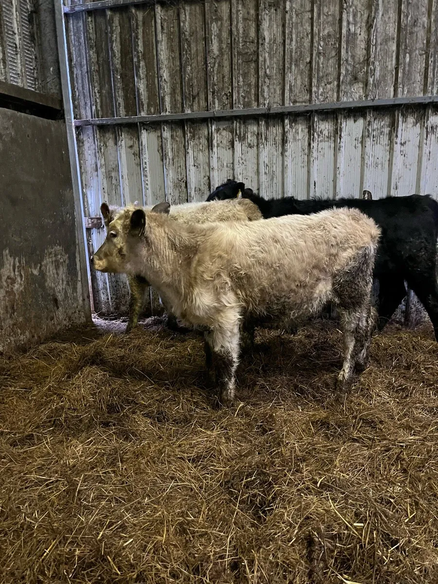 5 heifer weanlings - Image 4