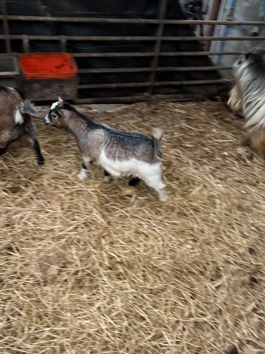 Pygmy Goats - Image 2