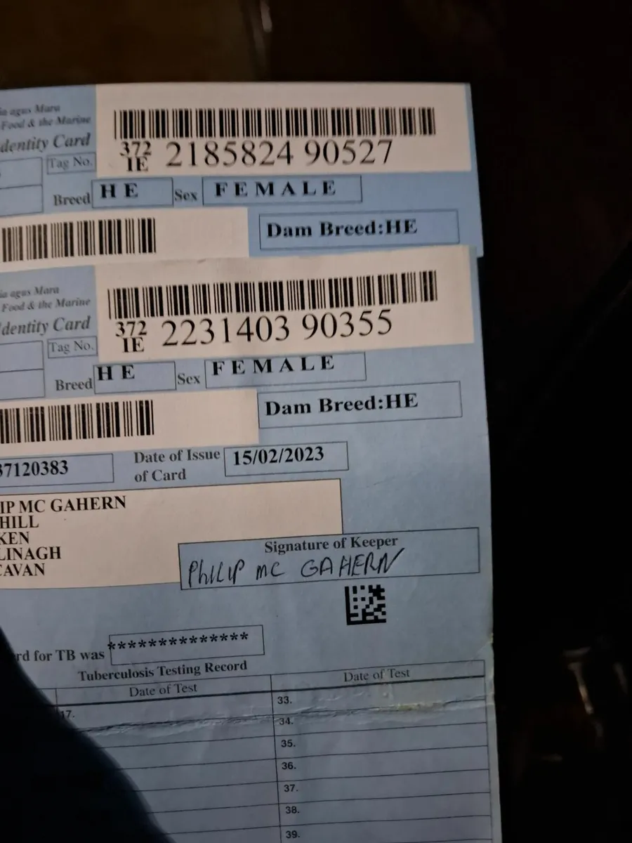 BULLING HEIFHERS - Image 2