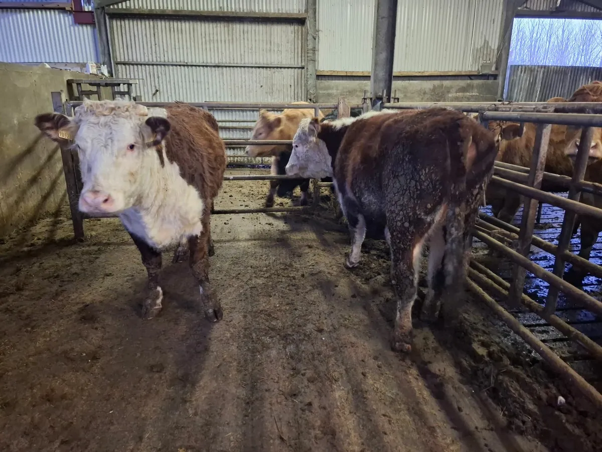 BULLING HEIFHERS - Image 1