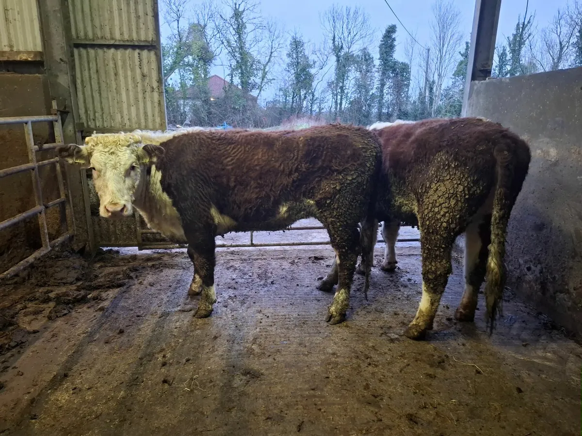 BULLING HEIFHERS - Image 3